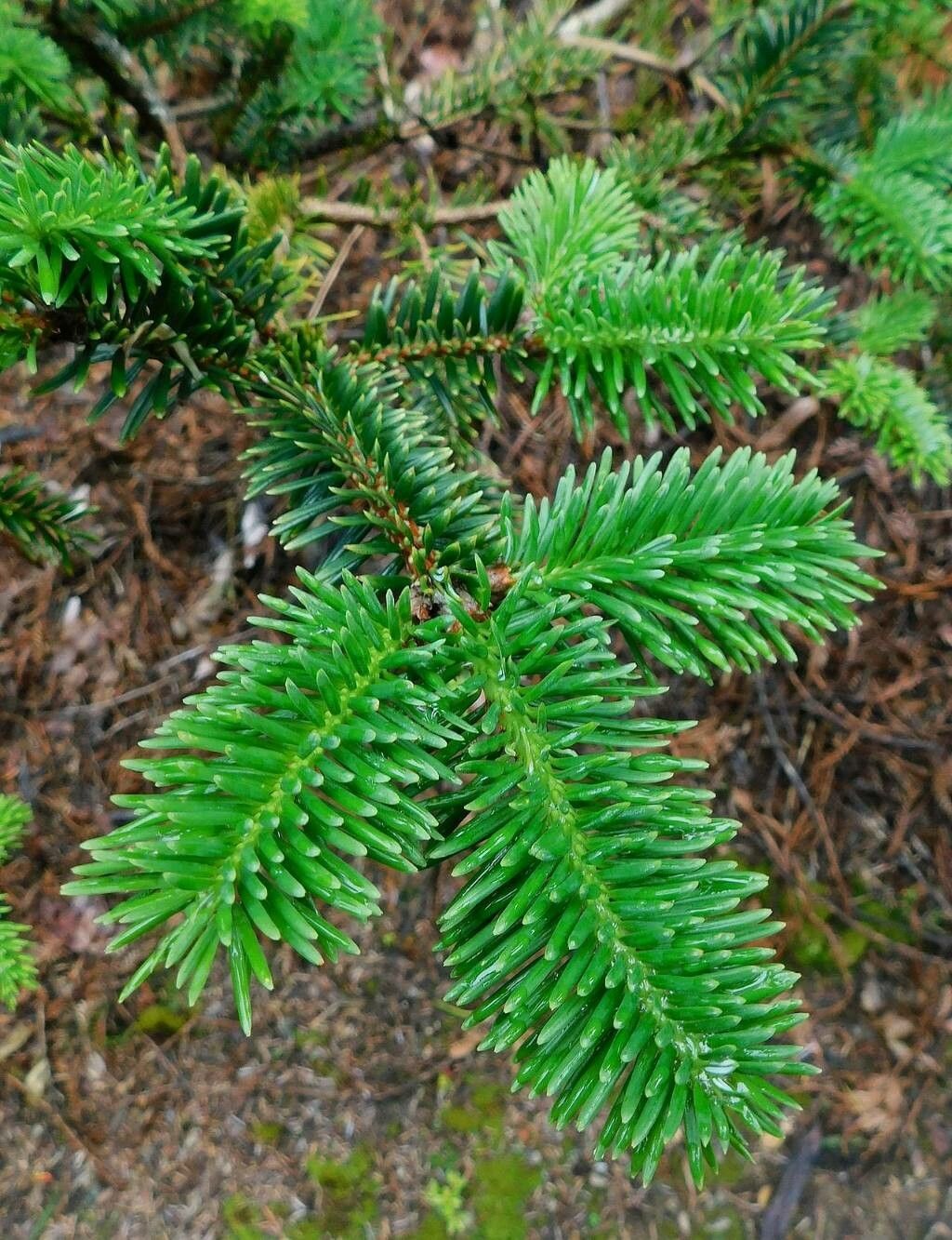 Abies forrestii leaf