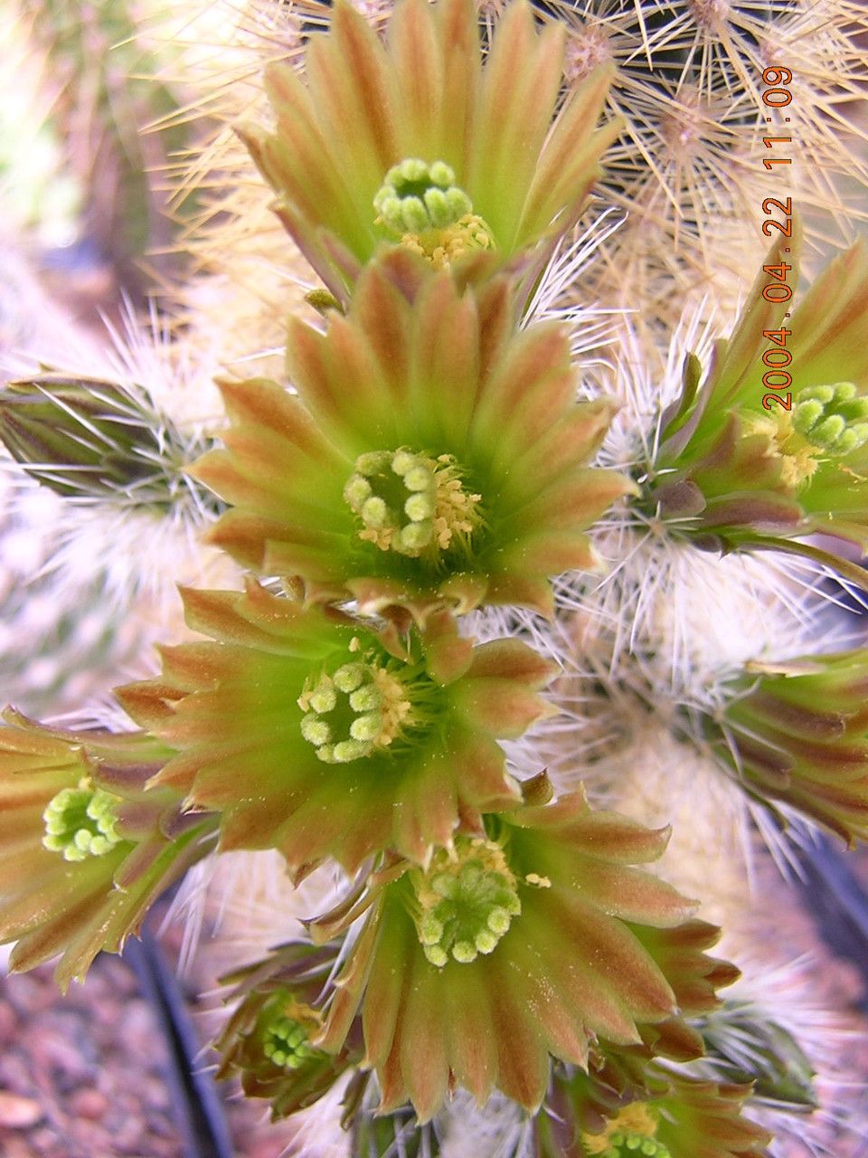 Echinocereus viridiflorus flower