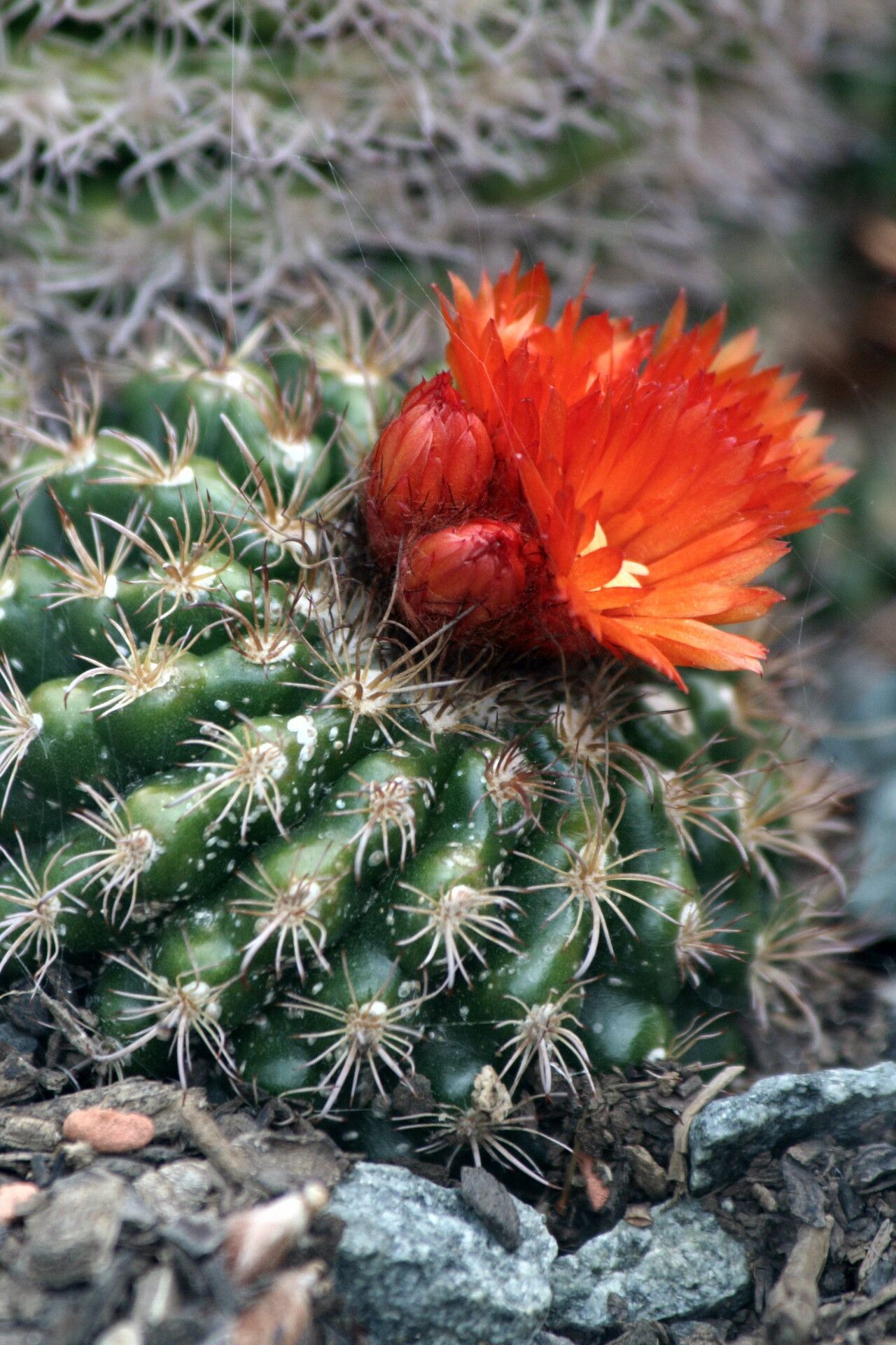 Parodia comarapana flower
