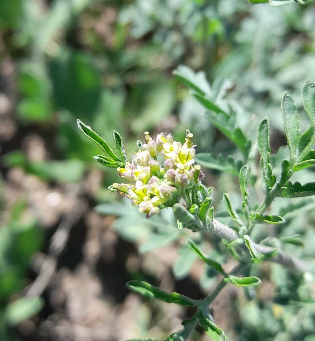 Descurainia erodiifolia flower
