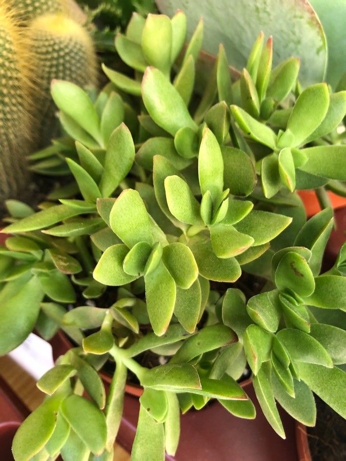 Crassula nudicaulis — search result for 'Crassula'