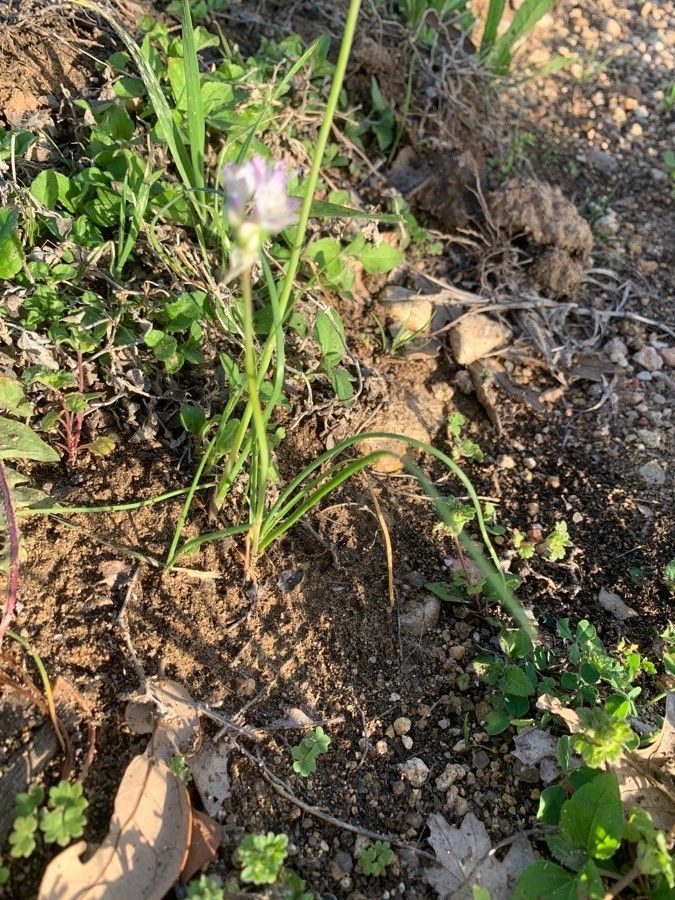 Allium drummondii — search result for 'Allium'