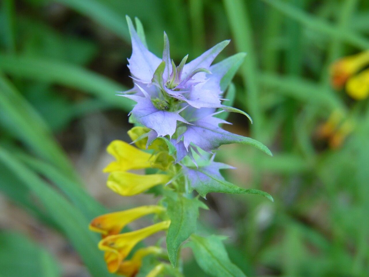 Melampyrum nemorosum flower