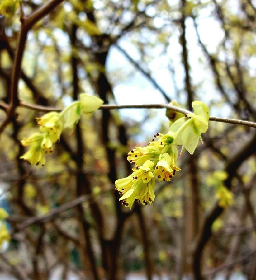 Corylopsis spicata flower