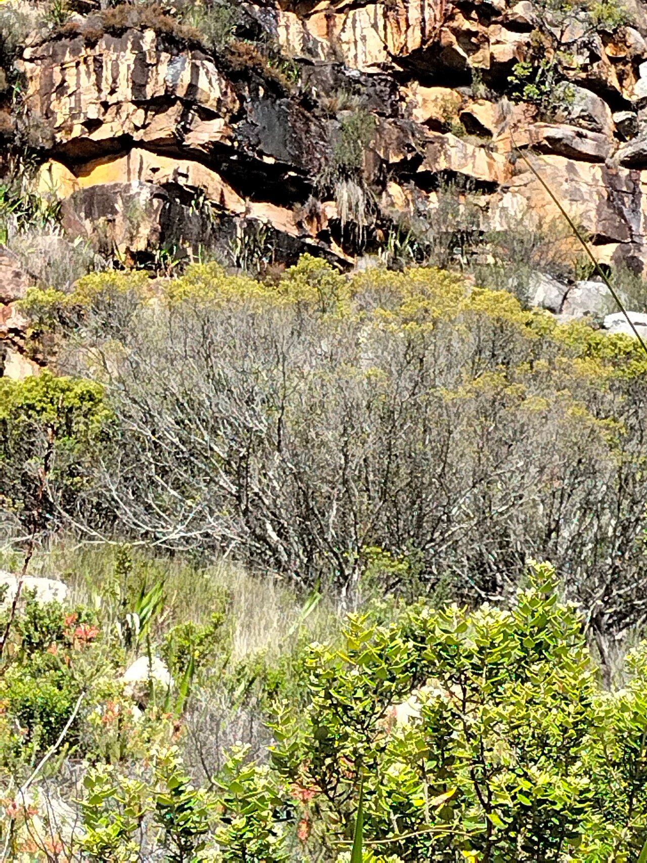 Pteronia divaricata habit