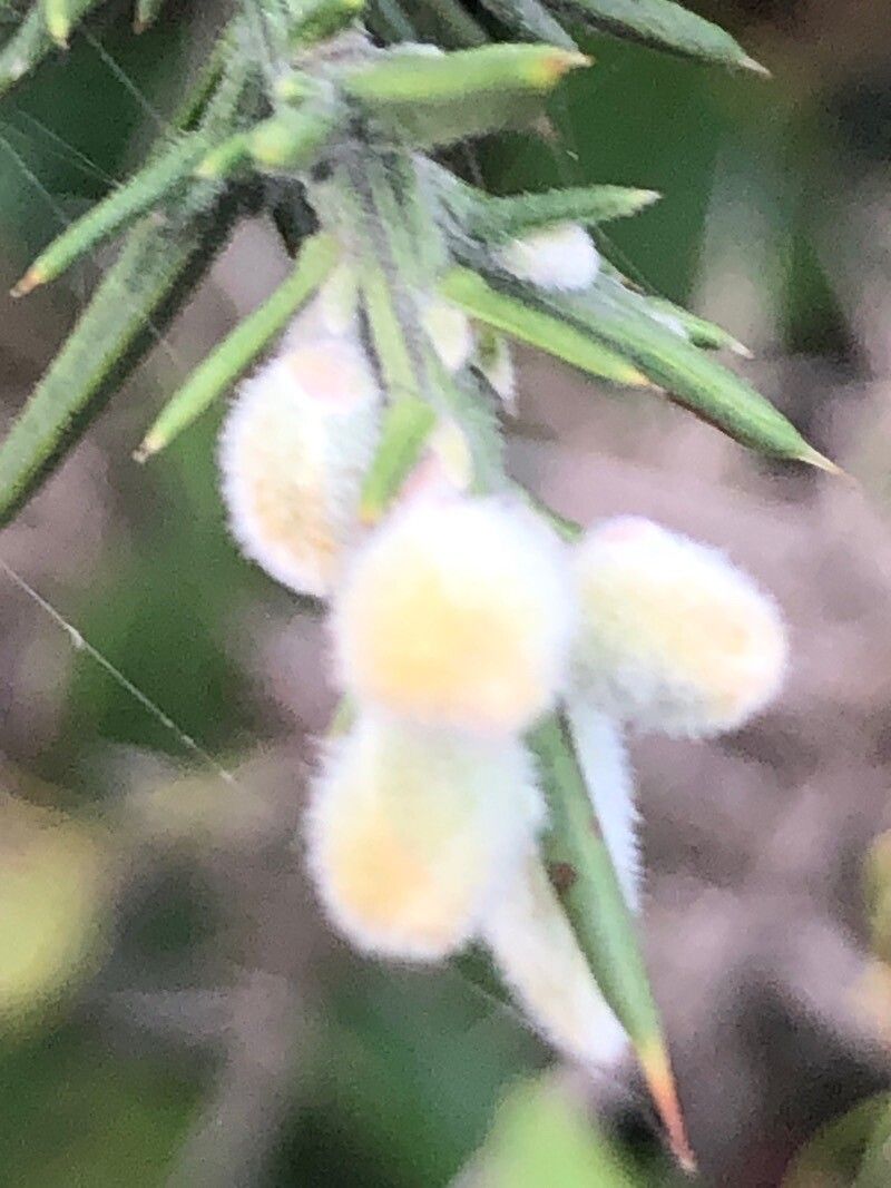 Ulex europaeus fruit