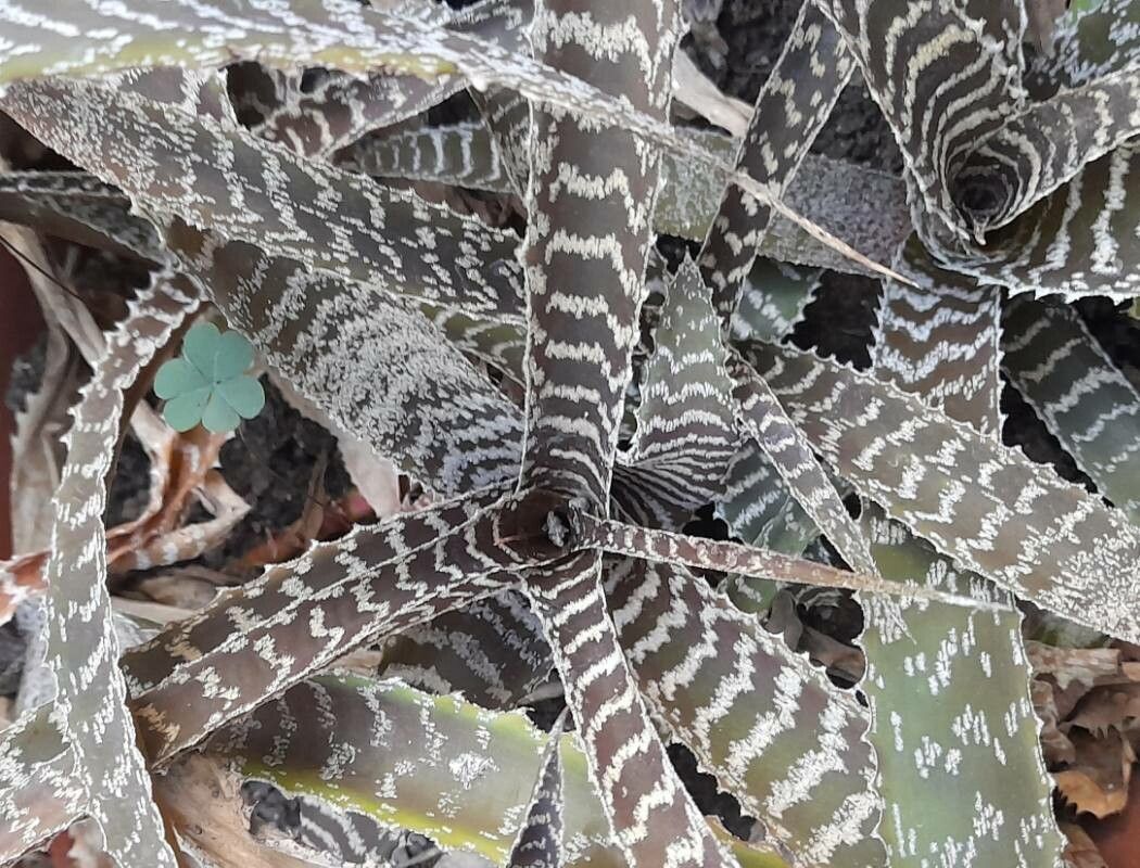 Orthophytum gurkenii leaf