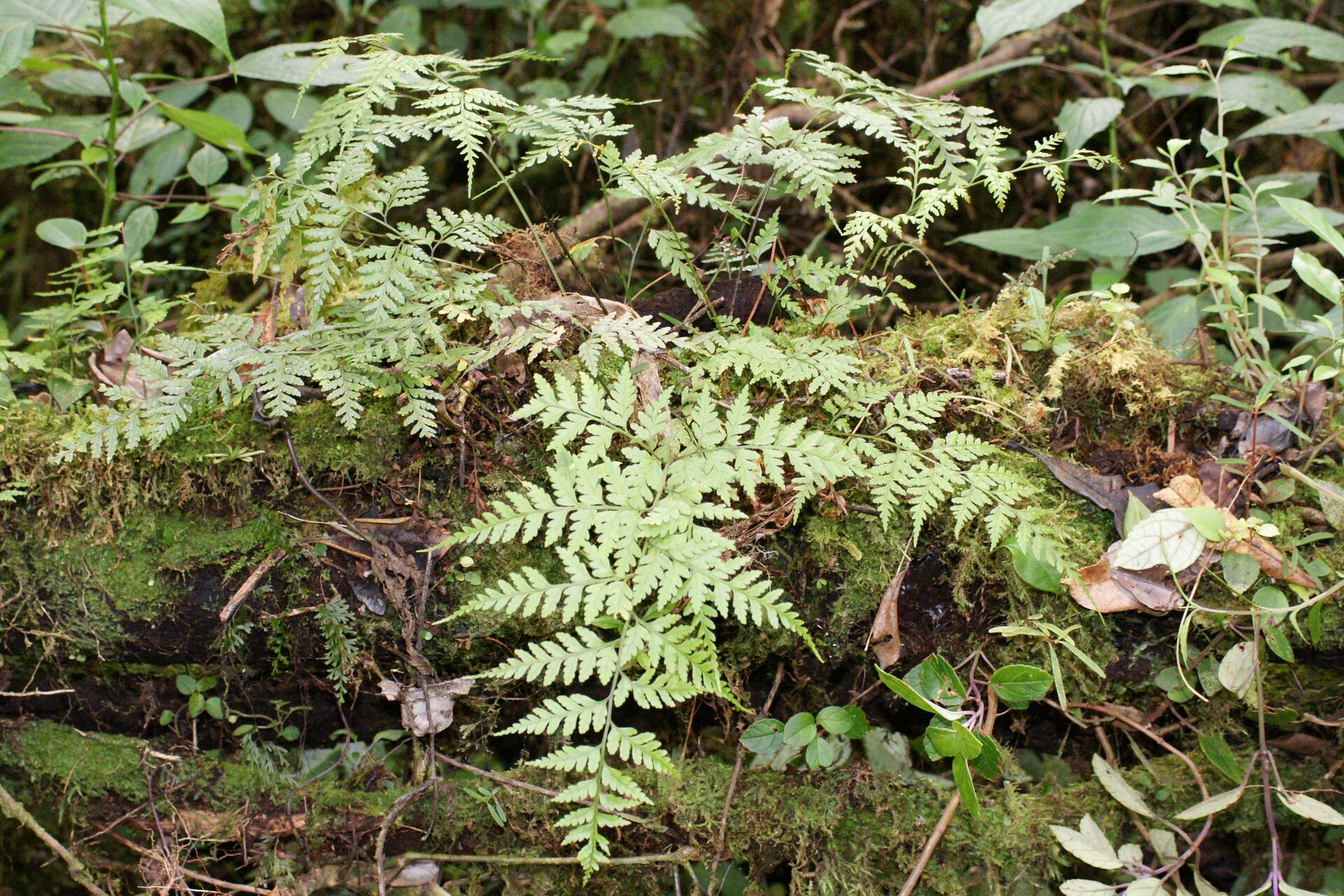 Rumohra lokohensis — related species from the same genus