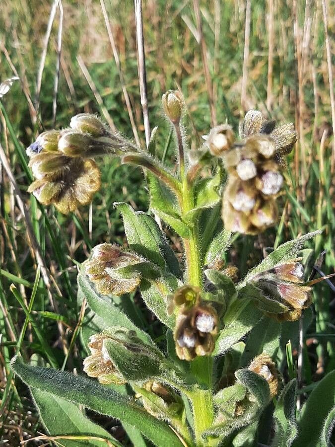 Cynoglossum clandestinum flower