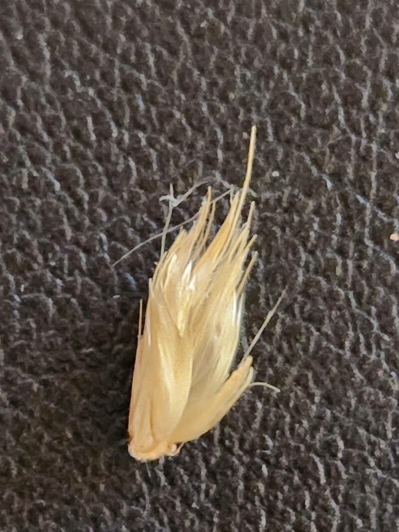 Cenchrus squamulatus fruit