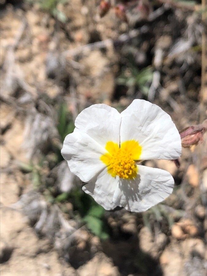 Helianthemum asperum flower