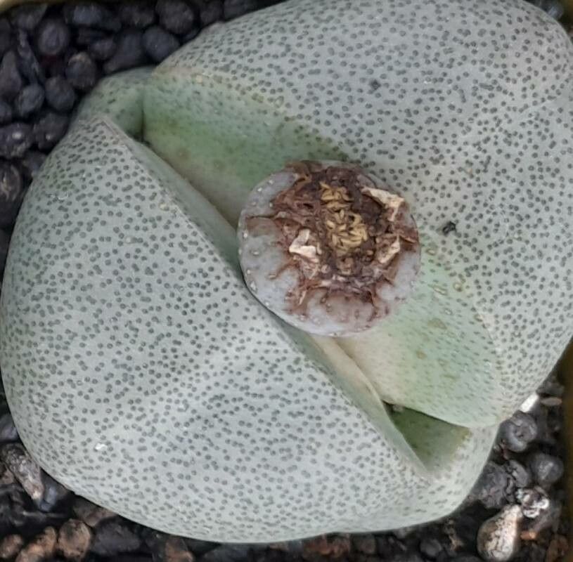 Pleiospilos nelii flower