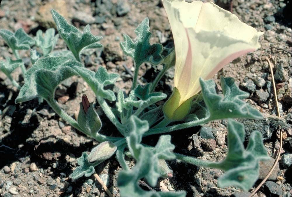 Calystegia collina bark