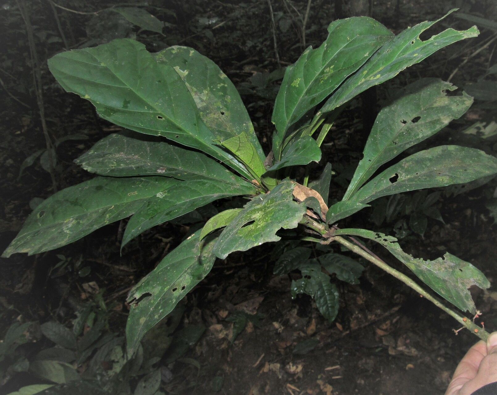 Cola micrantha — houseplant care guide