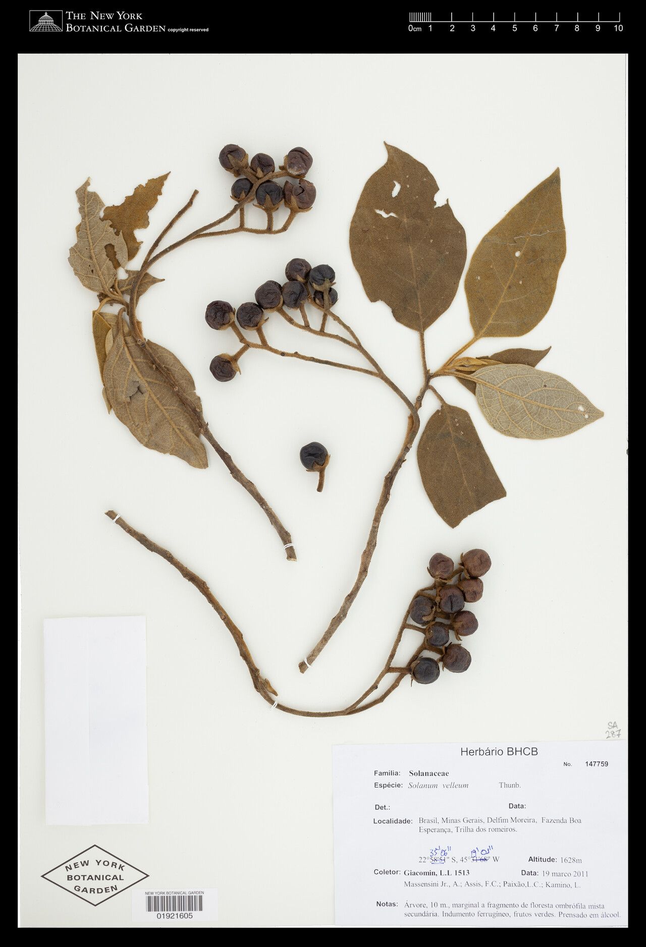 Solanum velleum — houseplant care guide