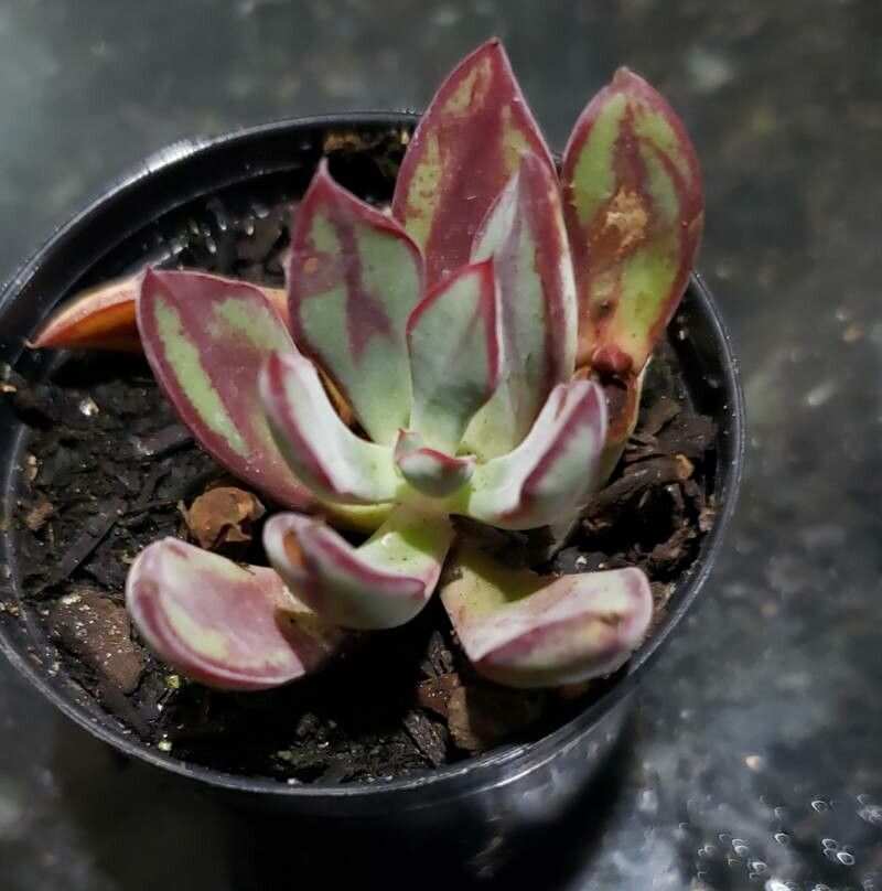 Echeveria nodulosa leaf