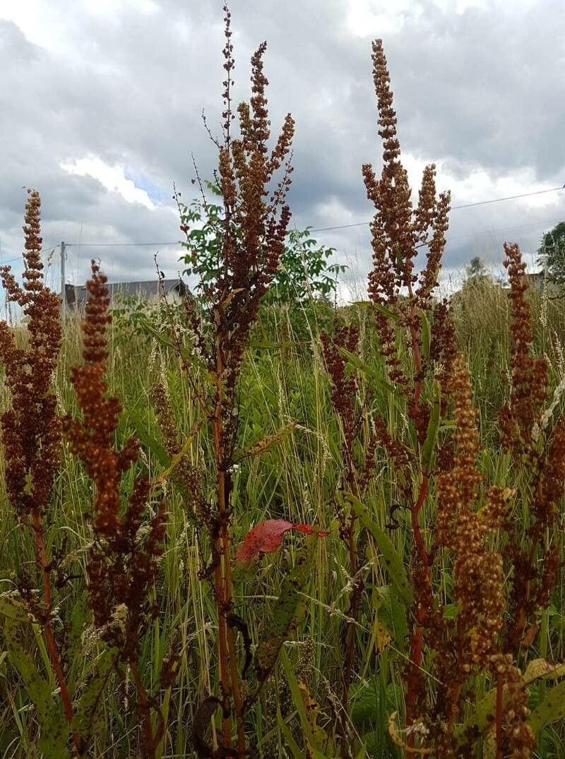 Rumex aquaticus fruit