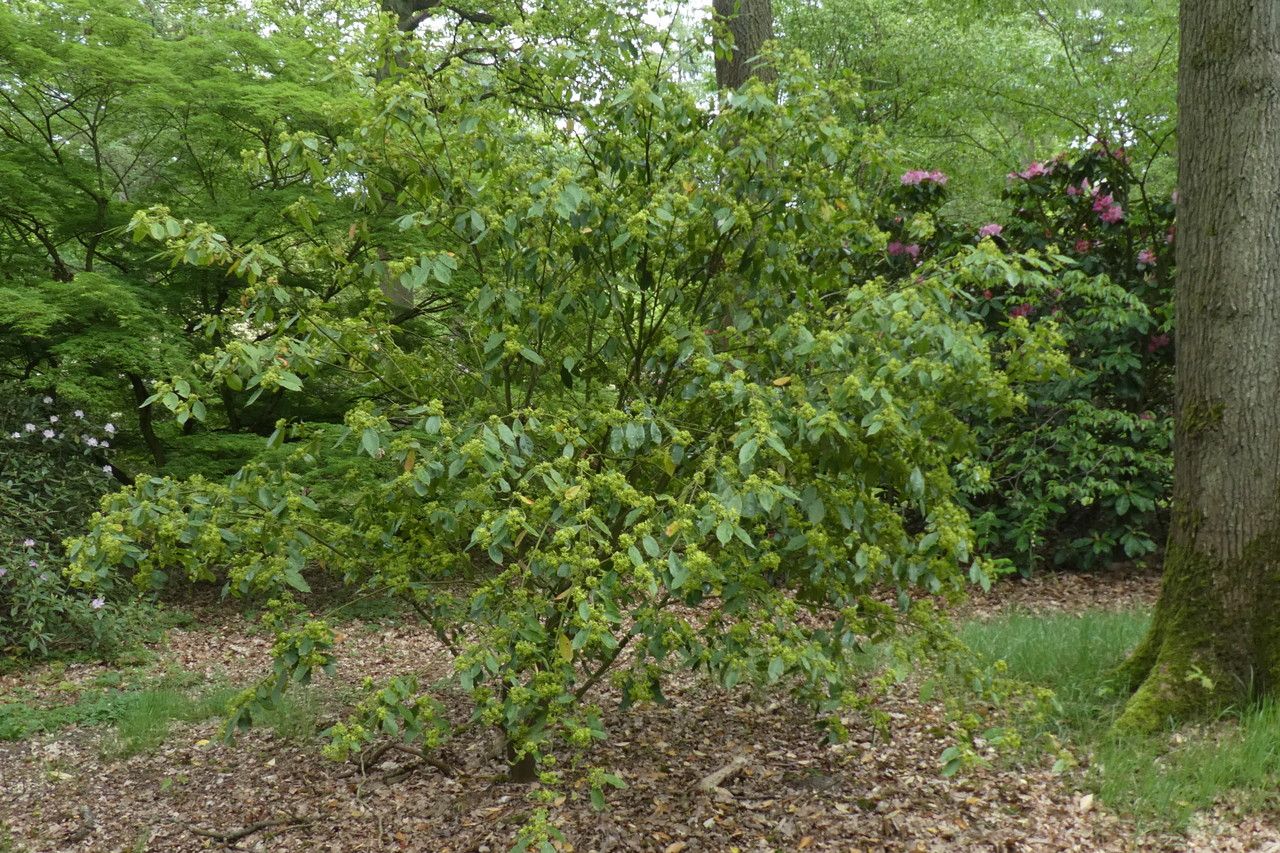 Euonymus myrianthus leaf