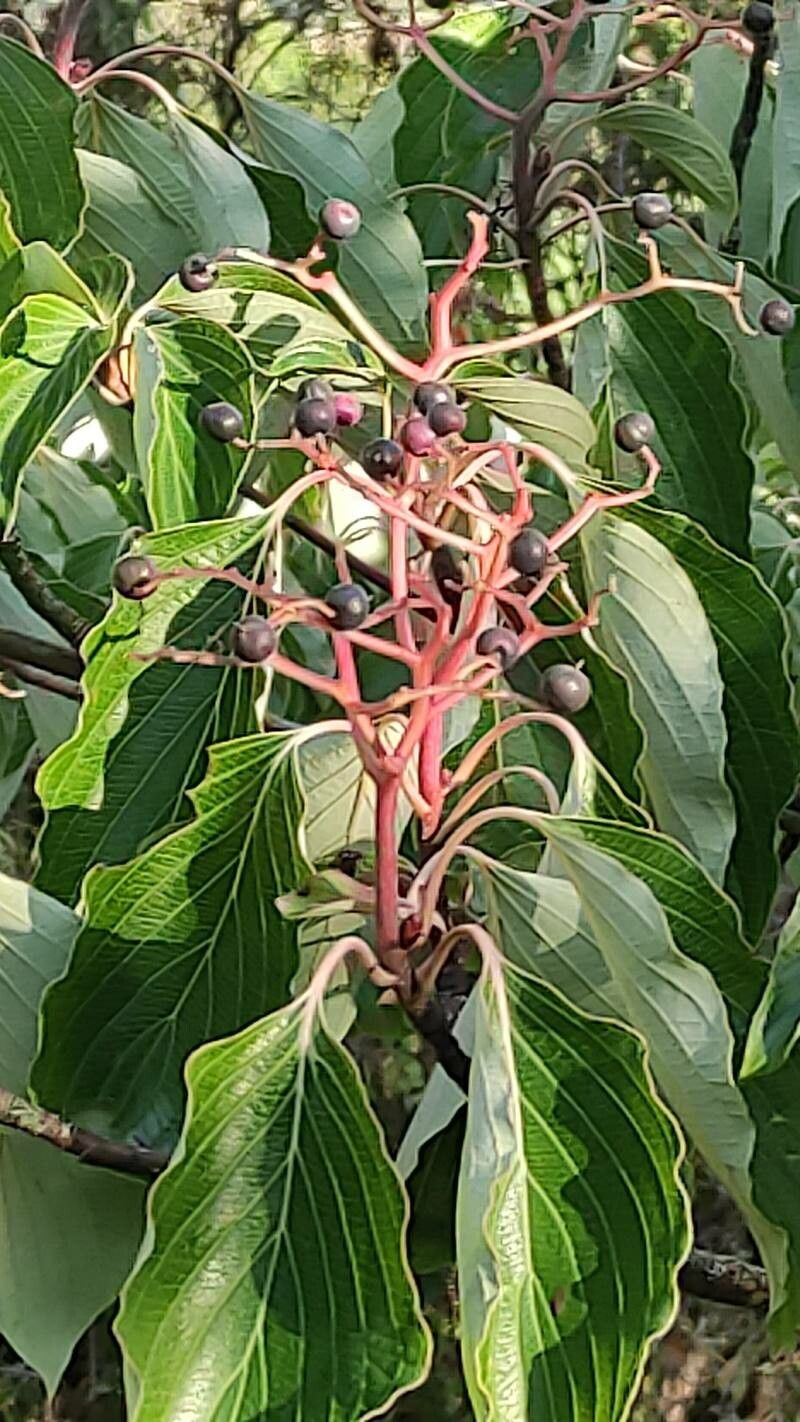 Cornus controversa fruit