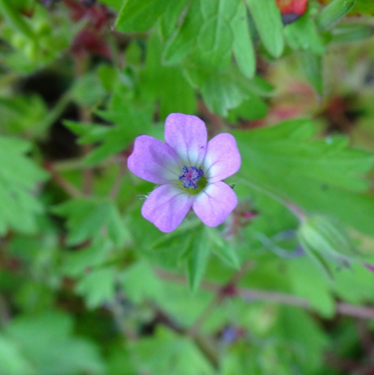 Geranium rotundifolium flower