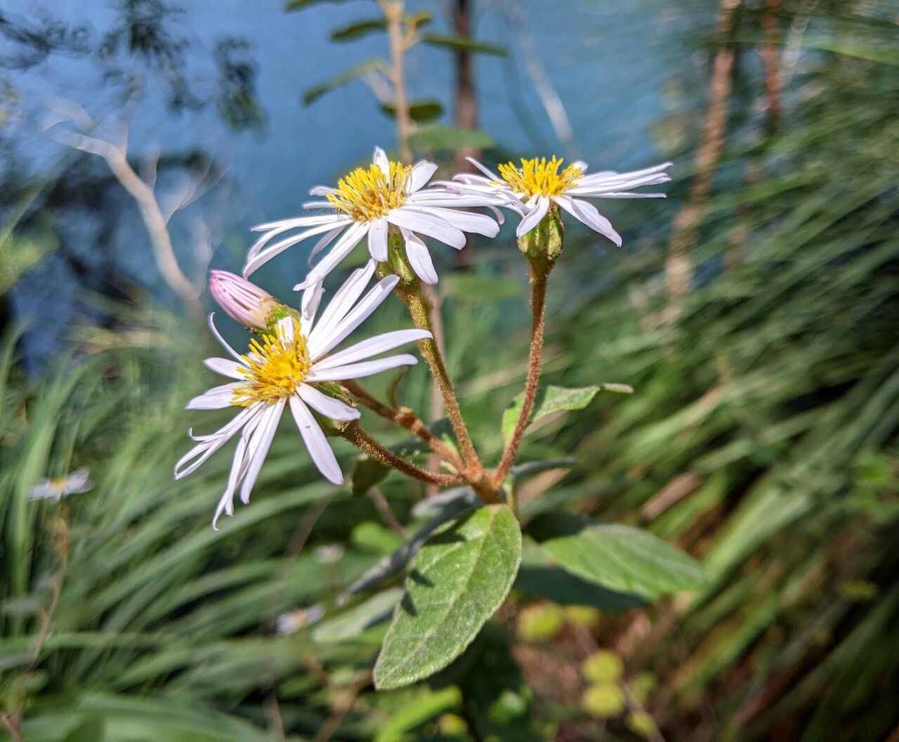Olearia tomentosa flower