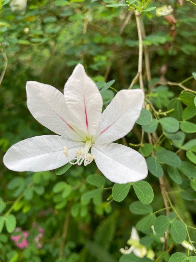 Bauhinia natalensis flower