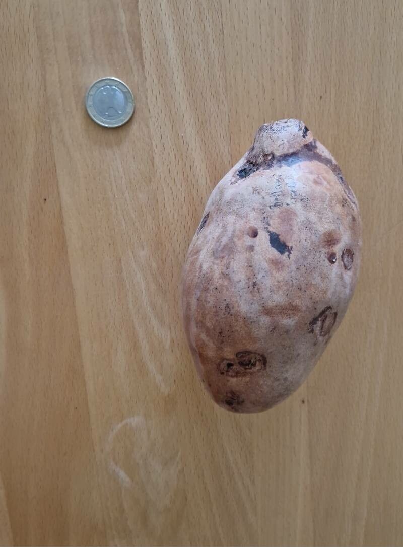 Pachylobus edulis fruit