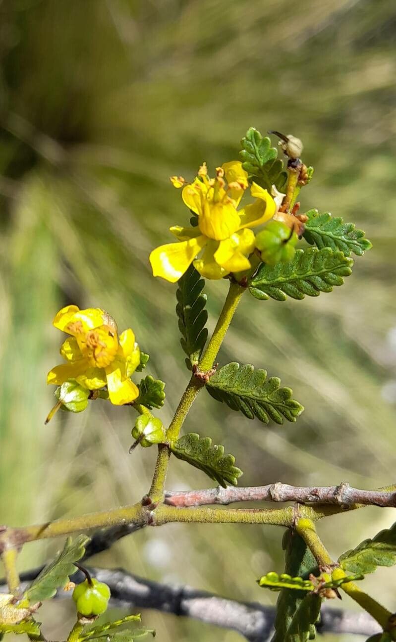 Larrea nitida flower