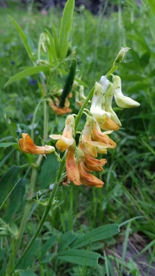 Lathyrus ochraceus flower