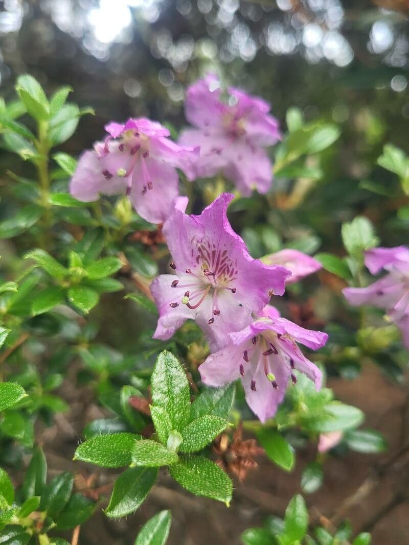 Rhododendron calostrotum flower