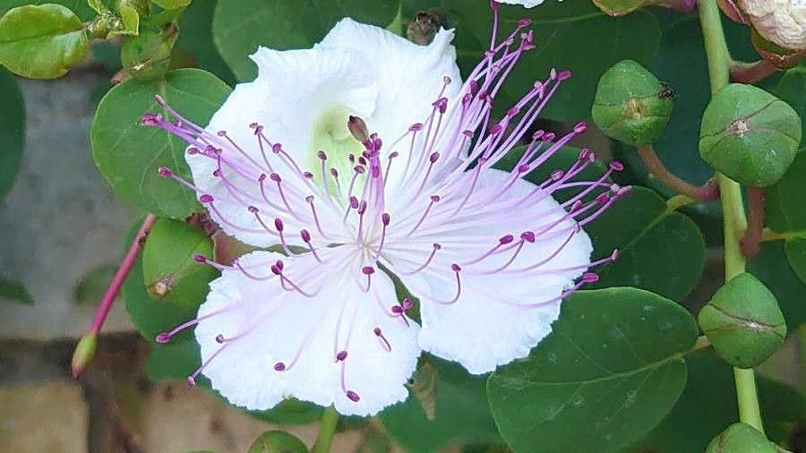 Capparis spinosa flower