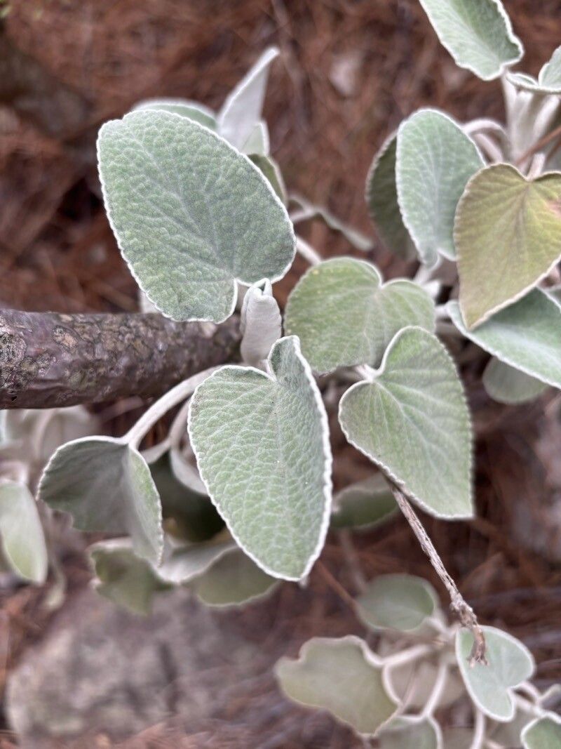 Sideritis nervosa — houseplant care guide