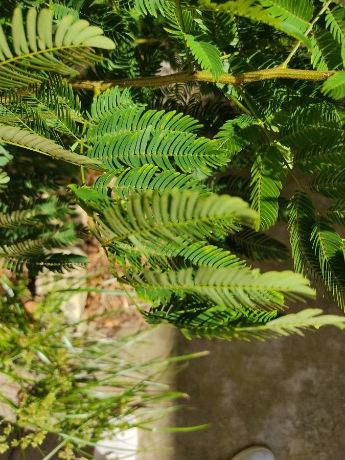 Parapiptadenia rigida — search result for 'Paraguay'