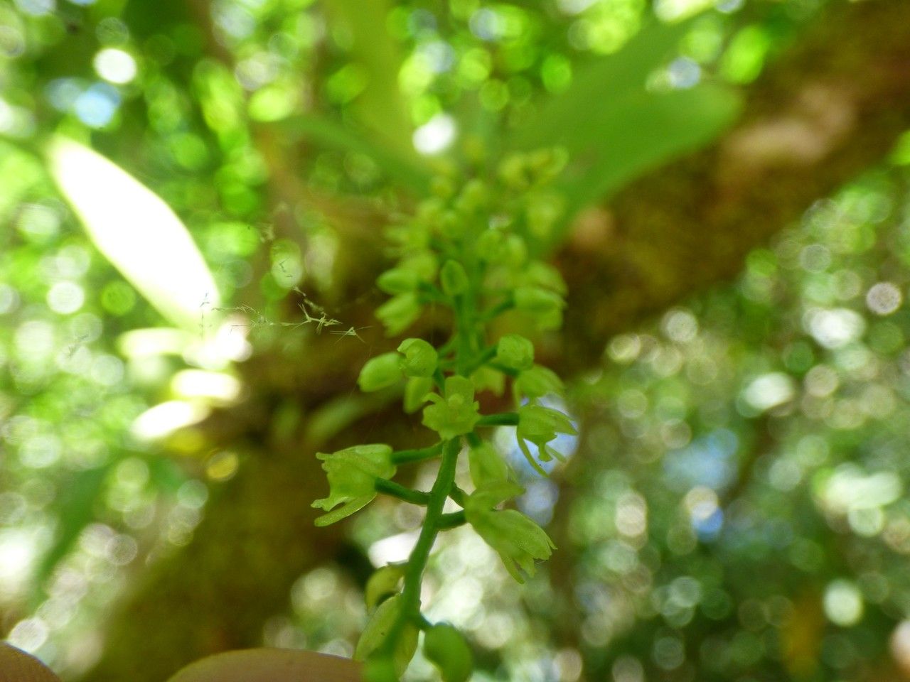 Liparis elliptica — houseplant care guide