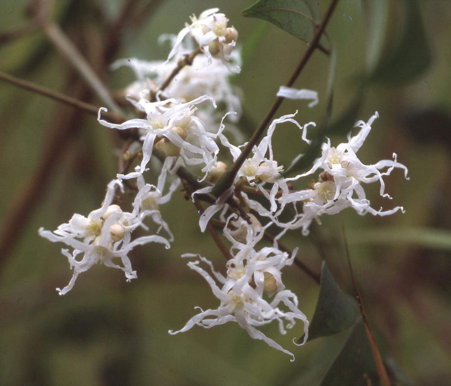 Rourea myriantha — houseplant care guide