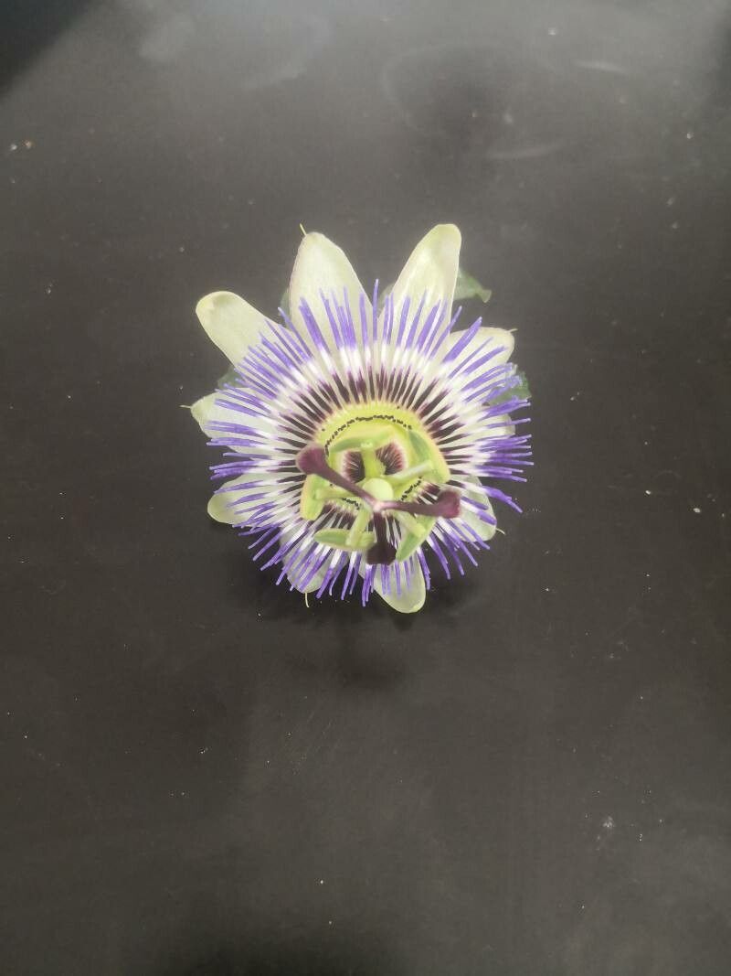 Passiflora × alatocaerulea flower