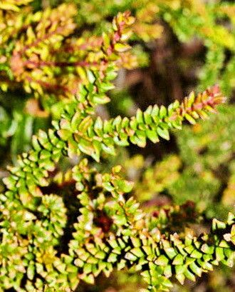 Trochocarpa thymifolia — related species from the same genus