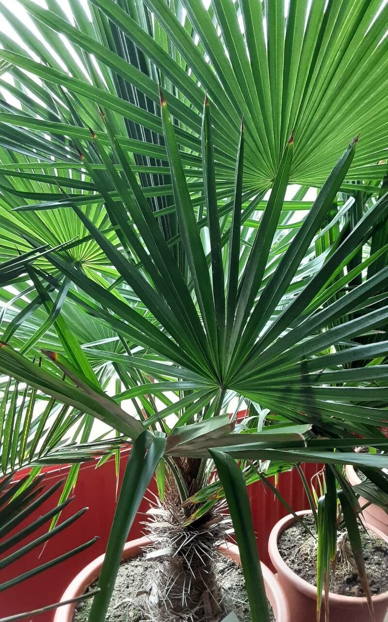 Trithrinax acanthocoma — related species from the same genus