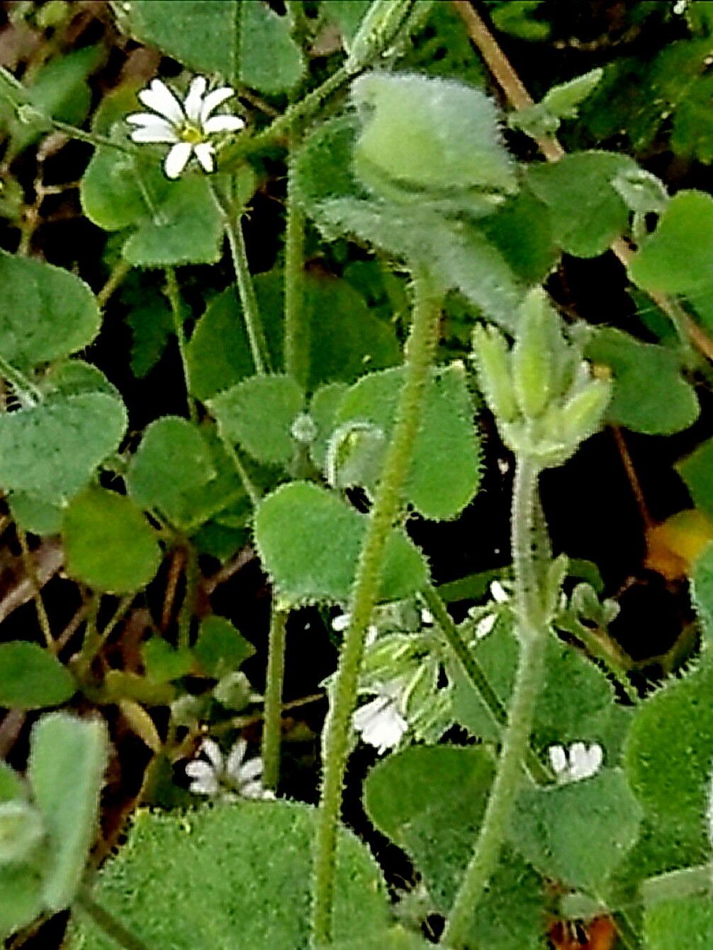 Drymaria gracilis — related species from the same genus