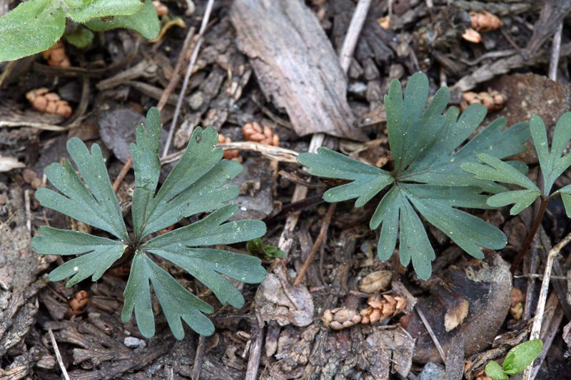 Viola sheltonii — search result for 'Viola'