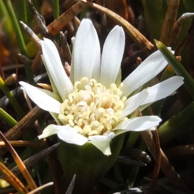 Werneria spathulata flower