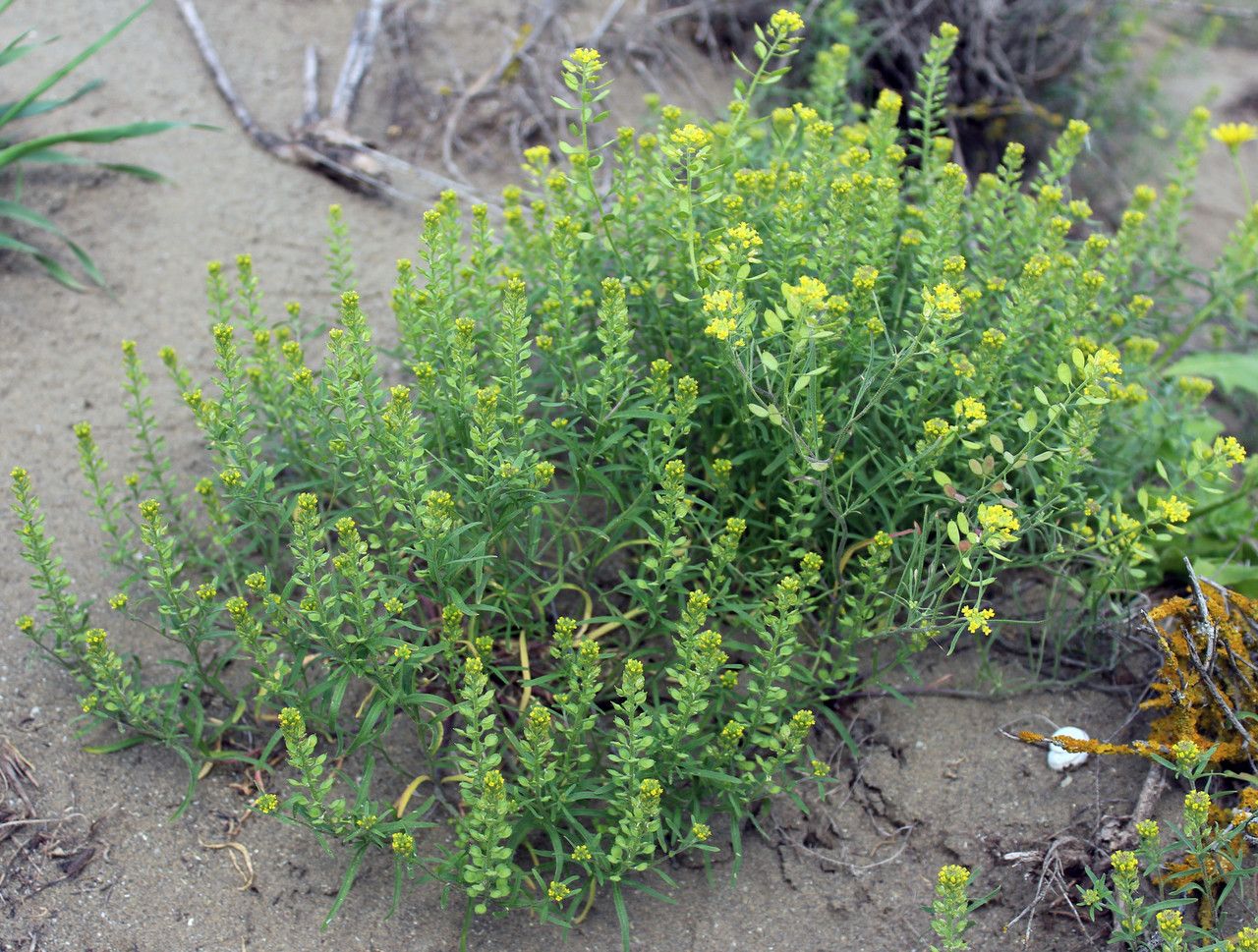 Meniocus linifolius leaf