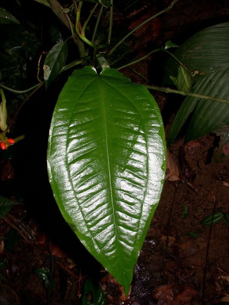 Anthurium flexile leaf