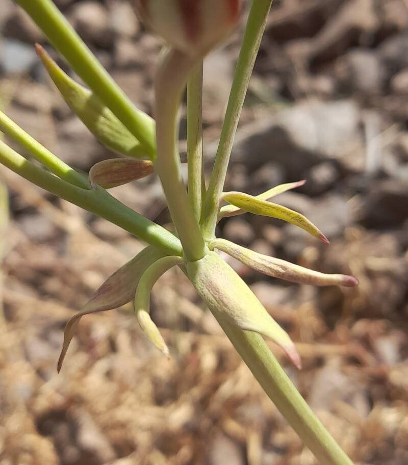 Alstroemeria pallida bark