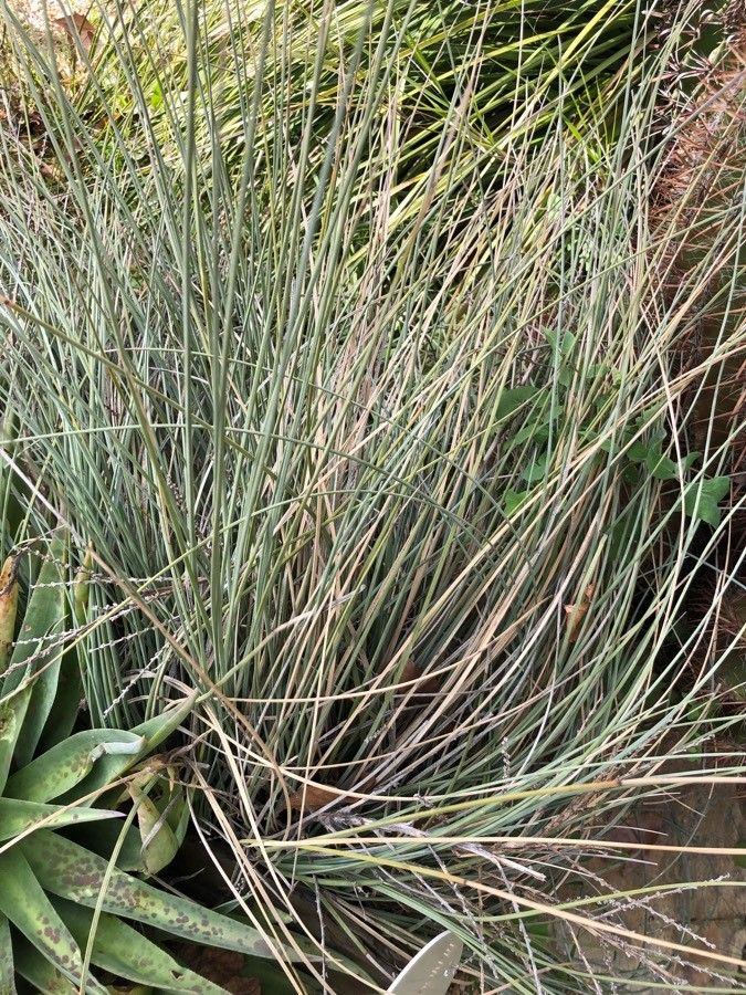 Calibanus hookeri habit