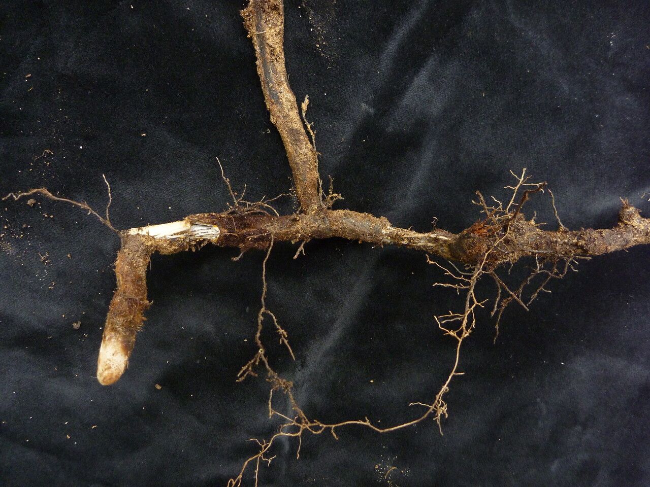 Pteridium revolutum habit