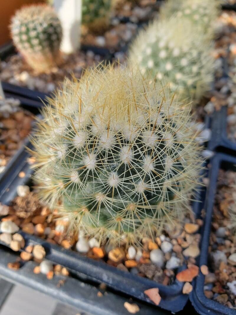 Acharagma roseanum leaf