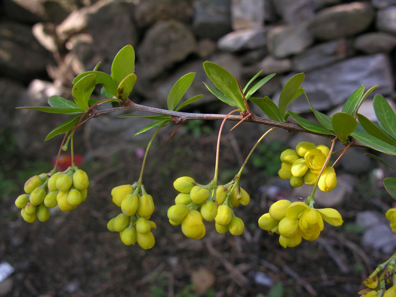 Berberis karnaliensis habit