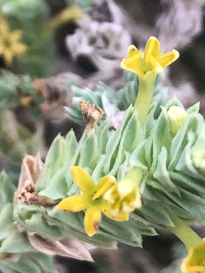 Crucianella maritima flower