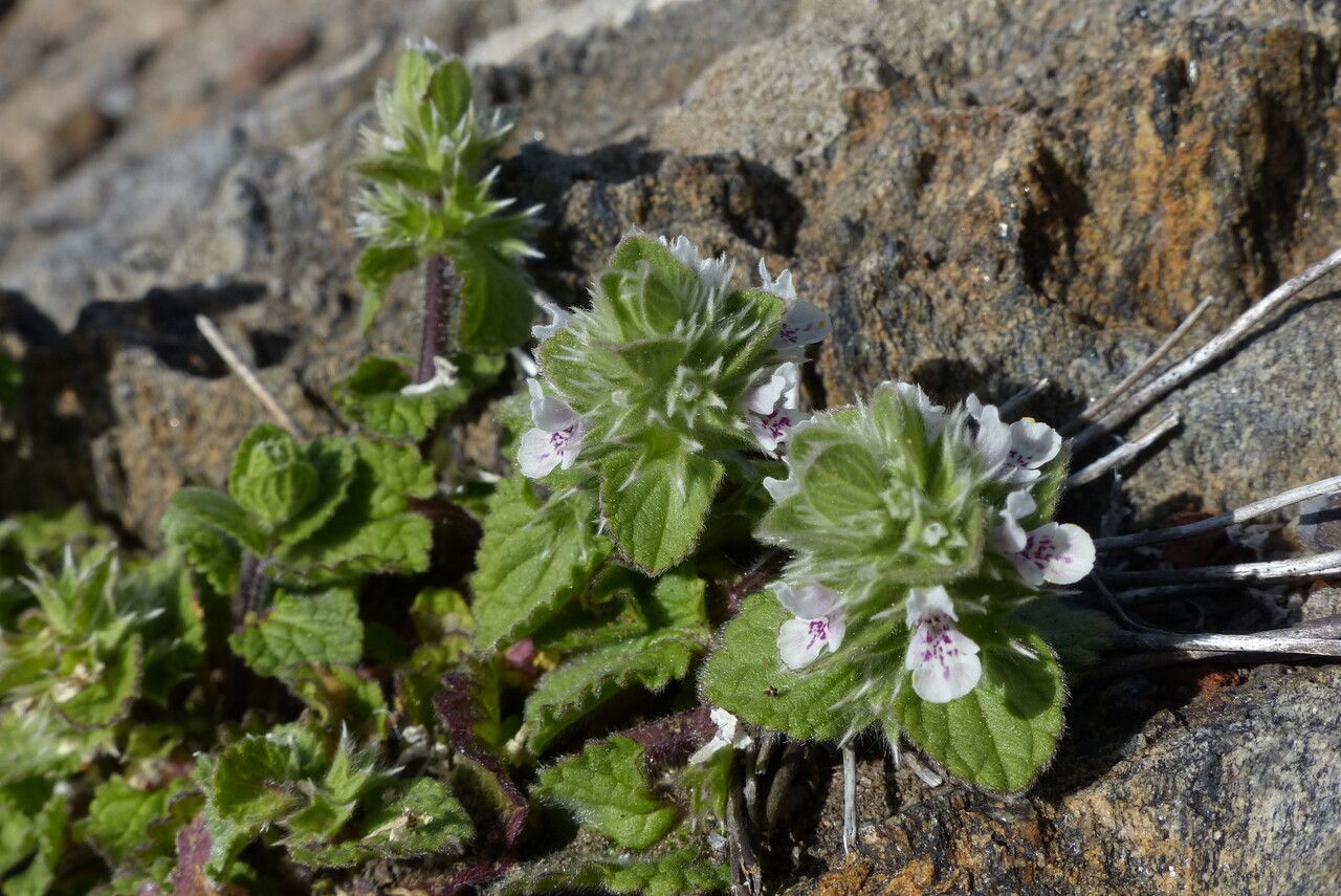 Stachys brachyclada — houseplant care guide